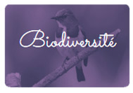 Atelier écolo enfant autour de la biodiversité